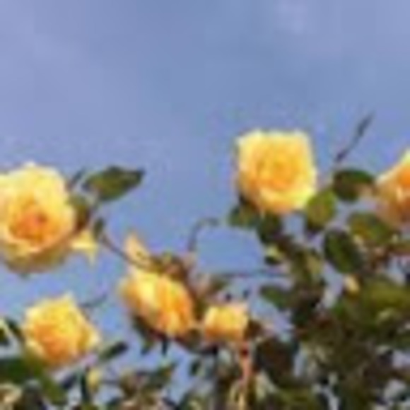 shreebeecrooks